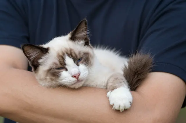 A sleepy ragdoll kitten rests comfortably in the crook of an adult person's arm.