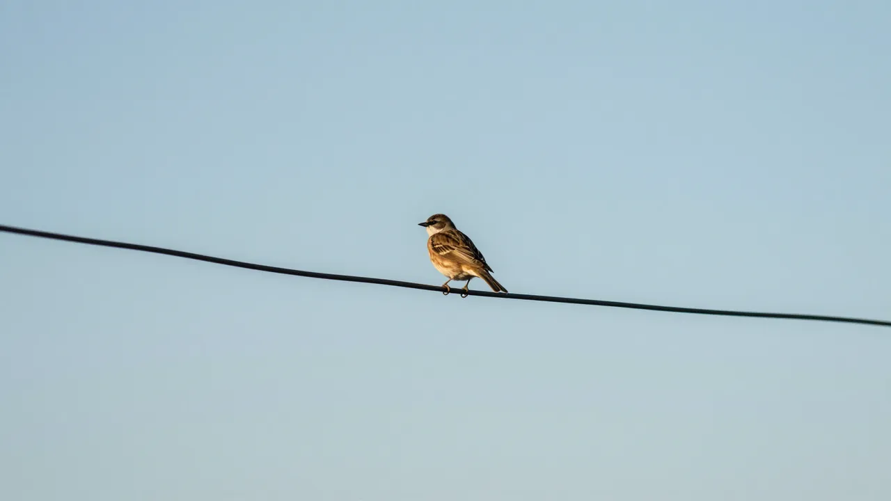 A small brown and white sparrow perched on a black wire against a pale clear blue sky