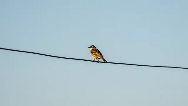 A small brown and white sparrow perched on a black wire against a pale clear blue sky
