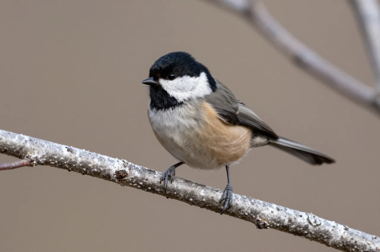 A small black-capped songbird perches on a textured light birch branch against a soft blurred background