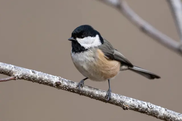 A small black-capped songbird perches on a textured light birch branch against a soft blurred background