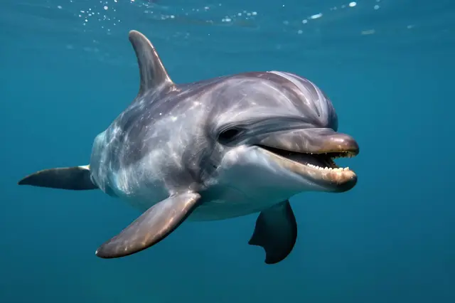 A friendly bottlenose dolphin swims close to the camera in clear blue ocean water