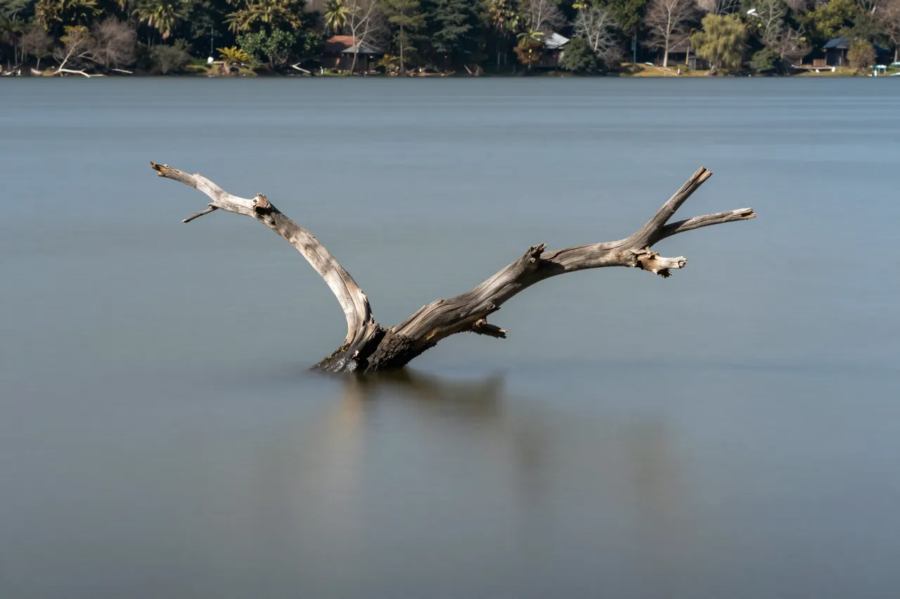 A weathered dead tree branch protrudes from the smooth long-exposure surface of a calm lake, with treed shoreline in the