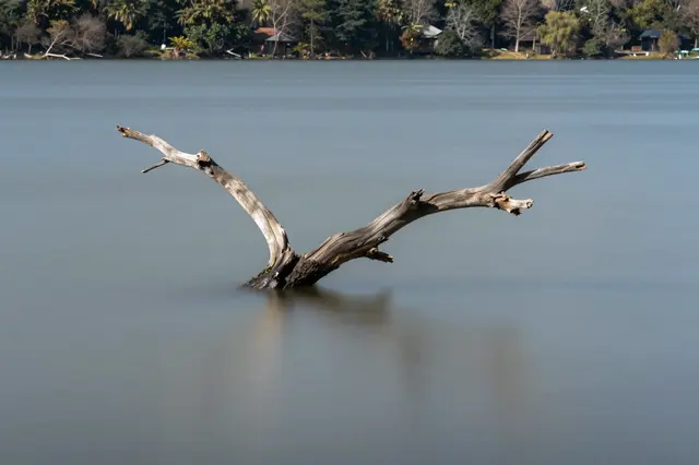 A weathered dead tree branch protrudes from the smooth long-exposure surface of a calm lake, with treed shoreline in the