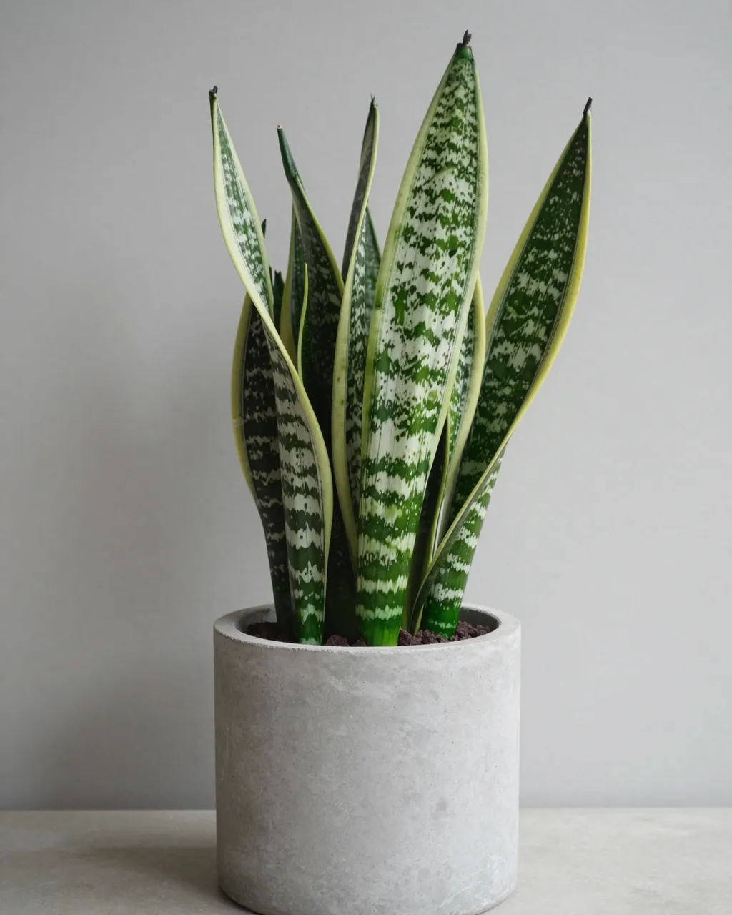 Variegated snake plant potted in a smooth gray concrete planter against a plain light gray wall
