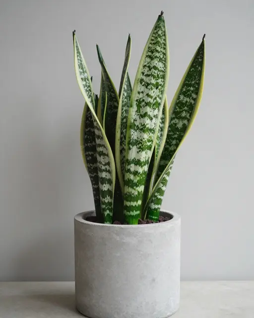 Variegated snake plant potted in a smooth gray concrete planter against a plain light gray wall
