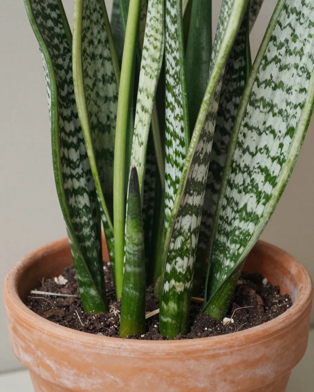 Close-up of a snake plant with new shoots growing in a terracotta pot of potting soil