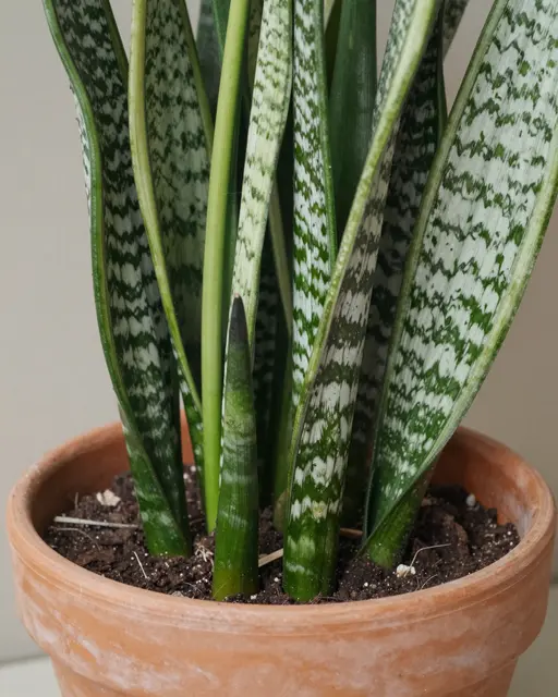 Close-up of a snake plant with new shoots growing in a terracotta pot of potting soil
