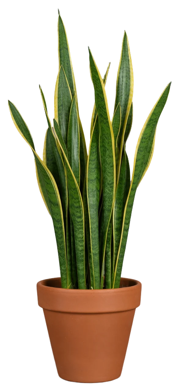 A variegated snake plant with yellow-edged green leaves growing in a matte terracotta pot