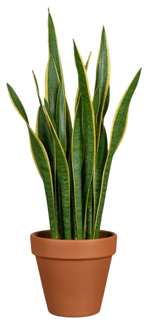 A variegated snake plant with yellow-edged green leaves growing in a matte terracotta pot