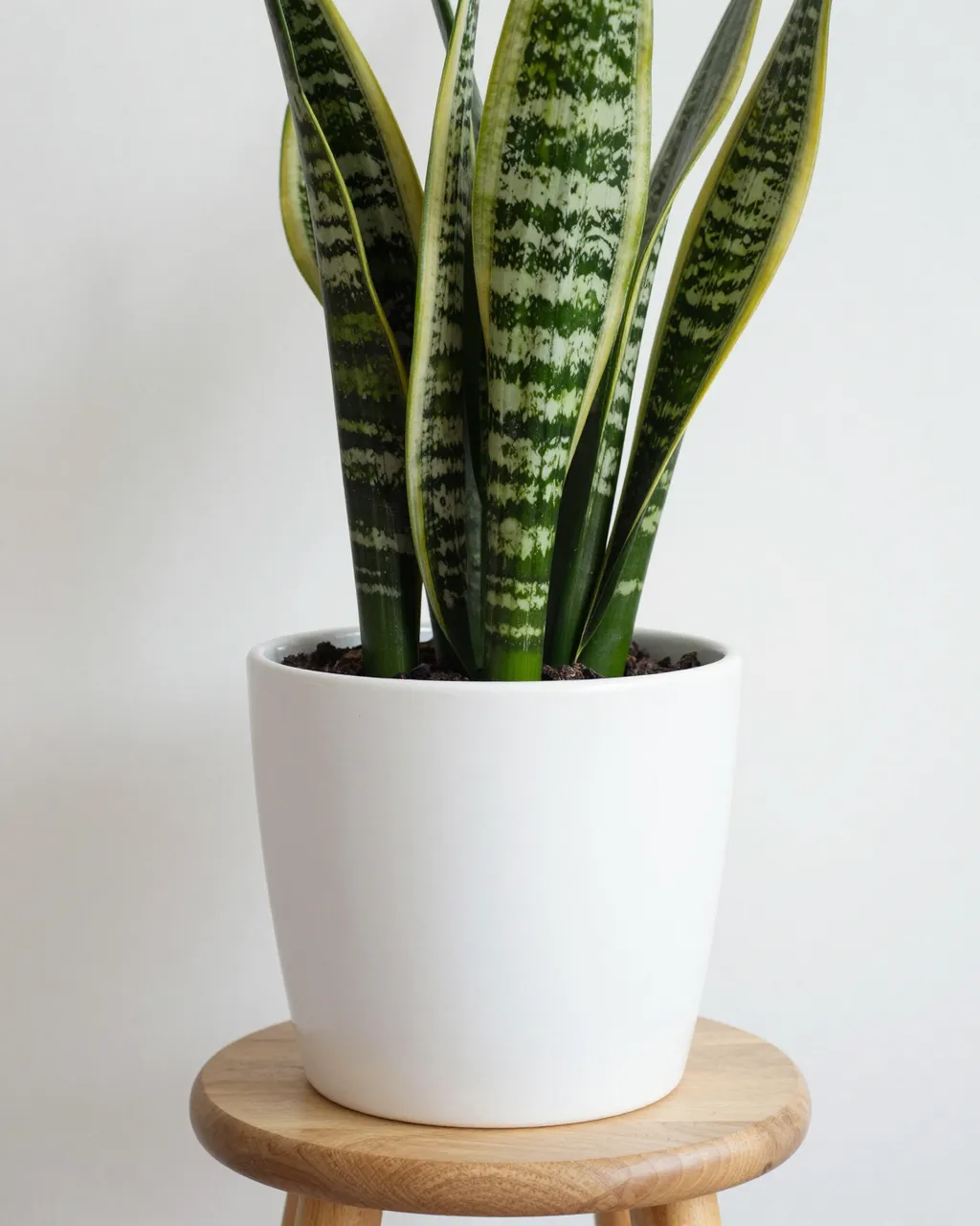 A snake plant in a plain white ceramic pot sits atop a small wooden stool against a neutral white wall.