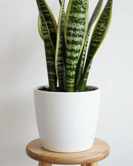 A snake plant in a plain white ceramic pot sits atop a small wooden stool against a neutral white wall.