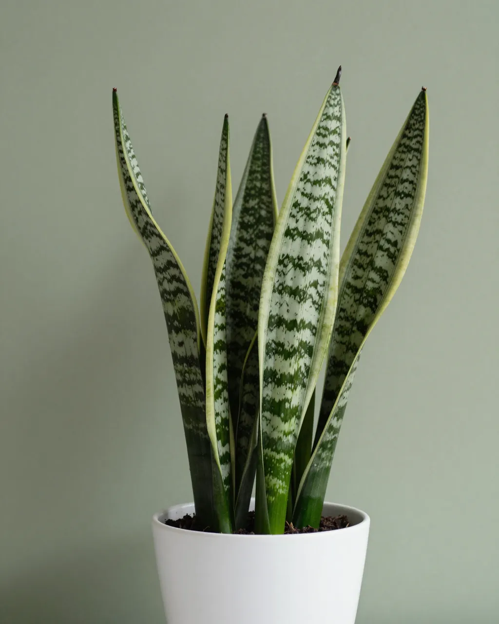 Variegated snake plant in a plain white pot against a soft sage green wall