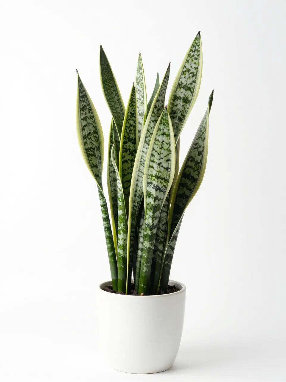 A tall variegated snake plant grows in a matte white ceramic pot against a plain white studio background