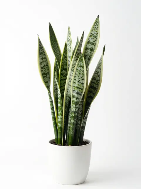 A tall variegated snake plant grows in a matte white ceramic pot against a plain white studio background