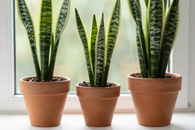Three snake plants in varying height terracotta pots sit lined up on a bright windowsill