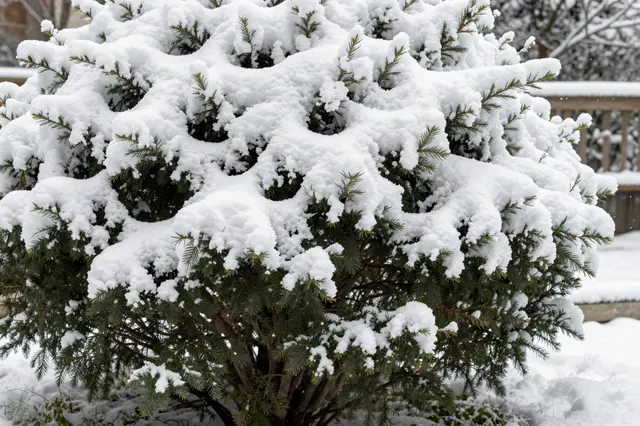 Thick fresh snow rests heavily on the branches of a dense evergreen shrub in a winter garden.