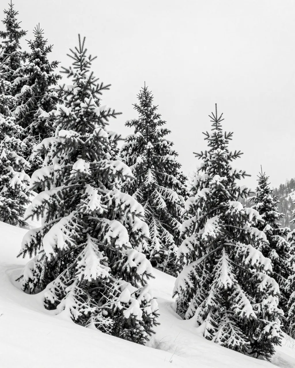 Black and white view of snow-laden fir trees standing on a snow covered mountain slope under an overcast sky