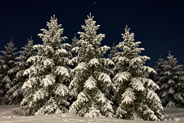 Heavy snow coats evergreen fir trees under a dark starry night sky above a snowy landscape