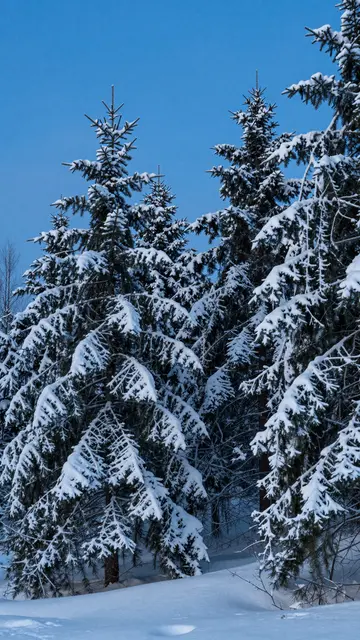 Snow-laden spruce trees stand over a snowbank under a deep clear blue winter twilight sky