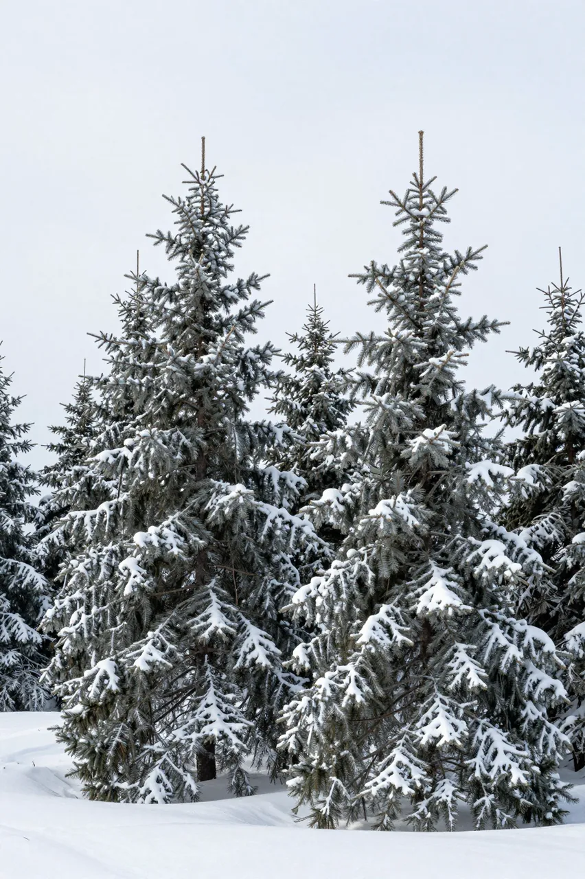 Rime and snow cling to spruce trees rising from a deep snowy summit under an overcast winter sky