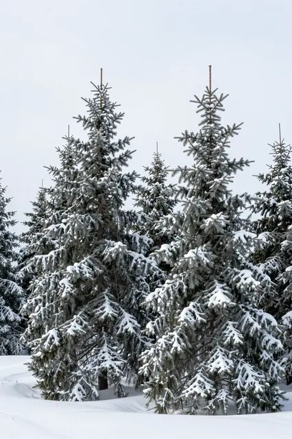 Rime and snow cling to spruce trees rising from a deep snowy summit under an overcast winter sky