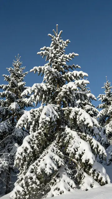 Snow-laden evergreen spruce trees stand against a clear deep blue daytime sky above a snow-covered slope.