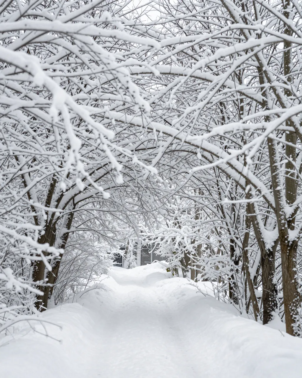A narrow snow-lined path winds through an arching tunnel of snow-covered bare winter trees