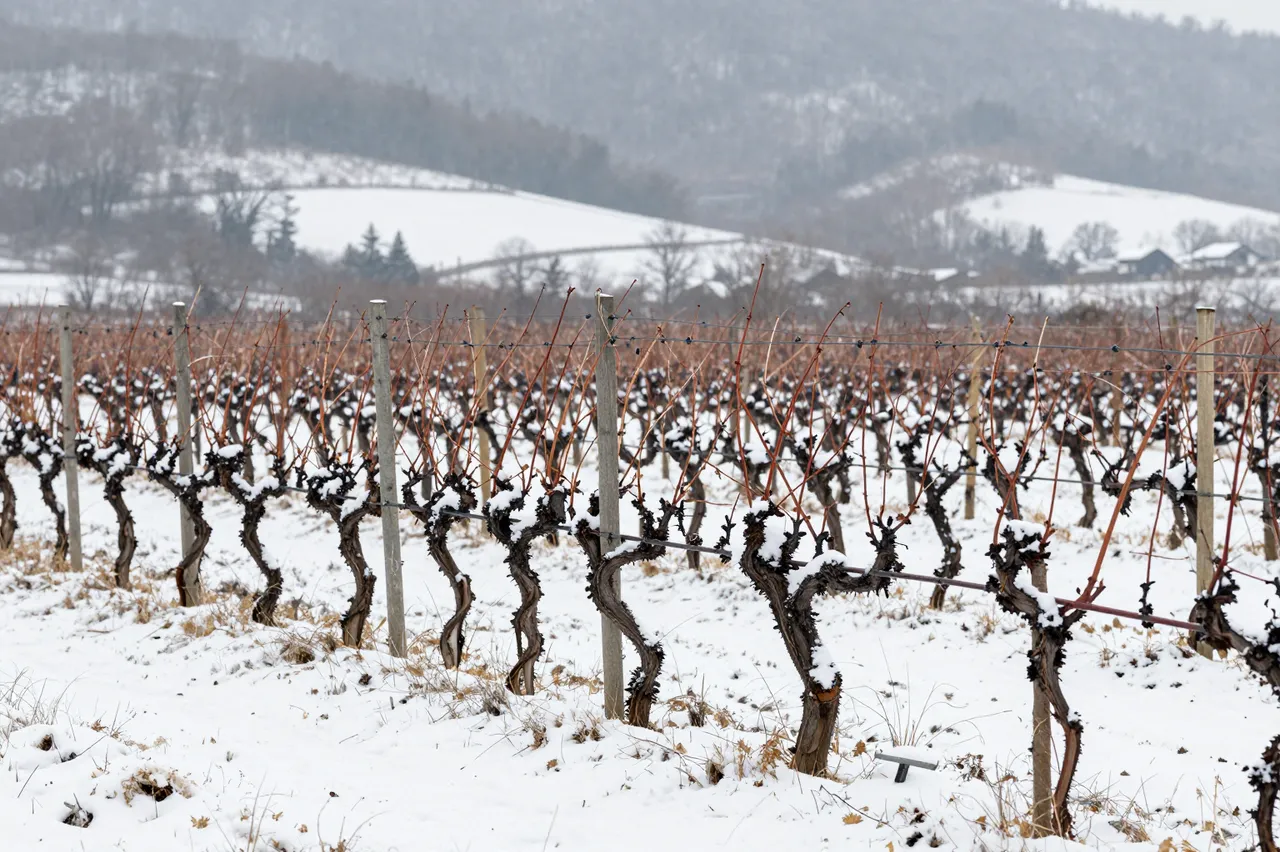 Rows of gnarled dormant grape vines dusted with light snow stretch toward foggy gray winter hills