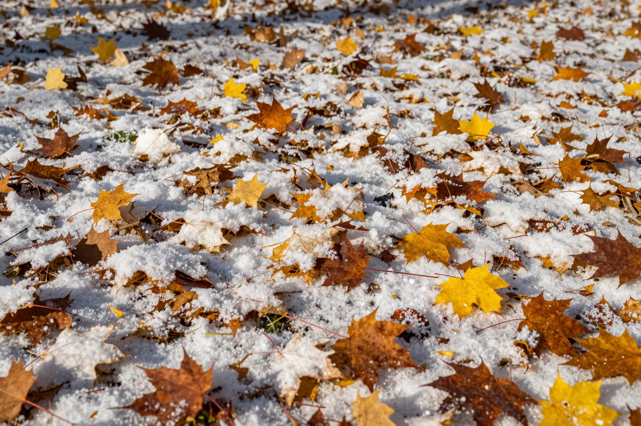 Colorful fallen maple leaves lie scattered across a light dusting of fresh snow on the ground.