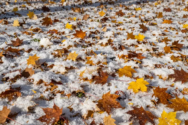 Colorful fallen maple leaves lie scattered across a light dusting of fresh snow on the ground.