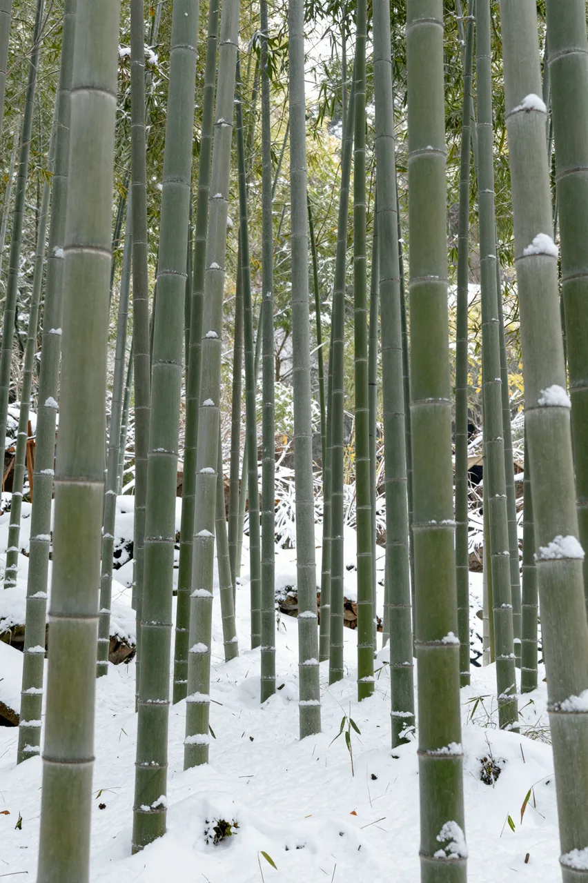 Tall bamboo stalks stand in a dense grove covered with fresh light snow in winter