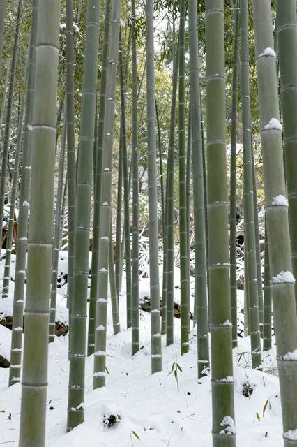 Tall bamboo stalks stand in a dense grove covered with fresh light snow in winter