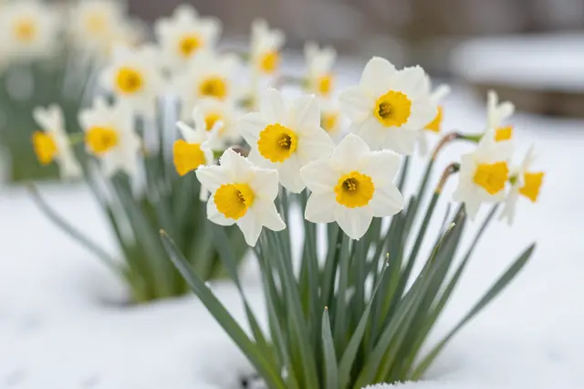 White and yellow daffodils grow from a snow covered garden with light frost on their petals