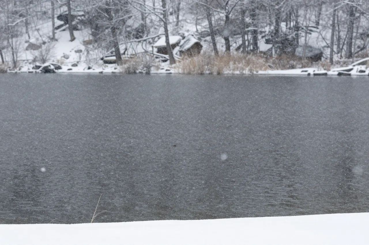 Gentle snow falls over dark open lake water bordered by snow-covered treed shoreline