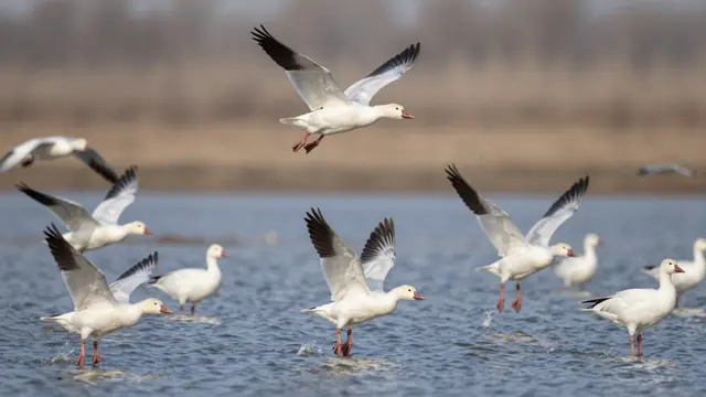 A flock of snow geese takes off from shallow wetland water, with blurred distant marsh vegetation in the background.