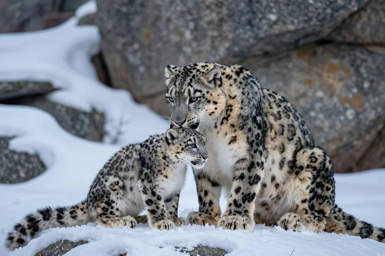 A snow leopard mother gently nuzzles her cub while they rest on snowy boulders at dusk