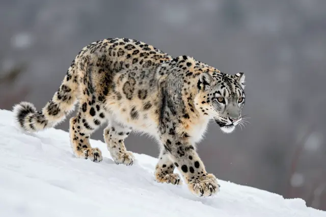 A thick furred snow leopard walks slowly along a bright snowy mountain ridge