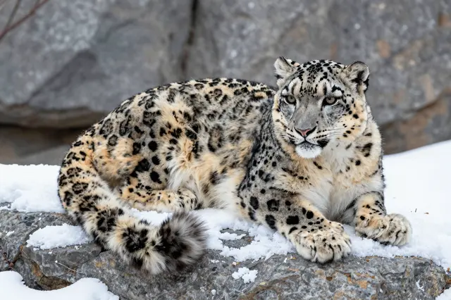 A snow leopard rests on snow-dusted gray rocks with a rocky cliff backdrop