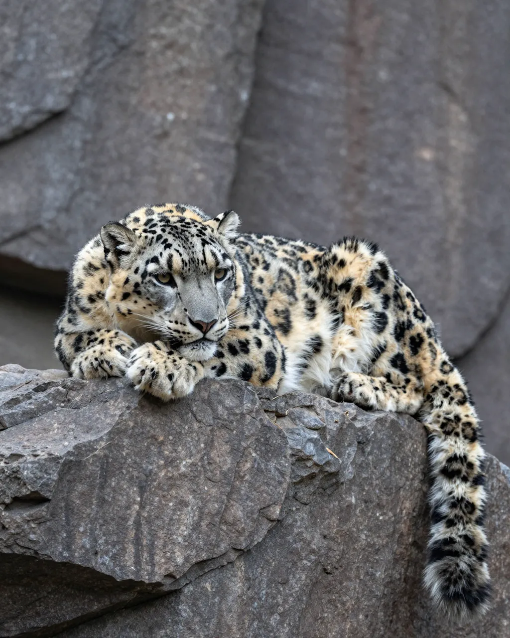 A thick furred snow leopard rests calmly atop a rough gray rocky ledge.