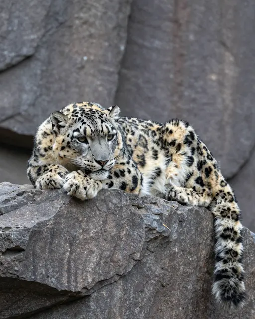 A thick furred snow leopard rests calmly atop a rough gray rocky ledge.