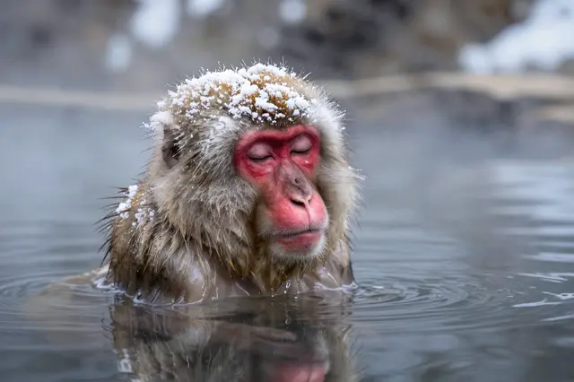 A Japanese macaque sits relaxed in a steaming hot spring with closed eyes and snow on its head.