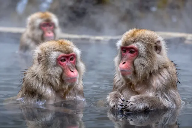 Three Japanese macaques sit partially submerged in a steamy natural hot spring pool