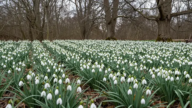 Dense carpet of white snowdrop flowers covers the forest floor beneath leafless winter trees