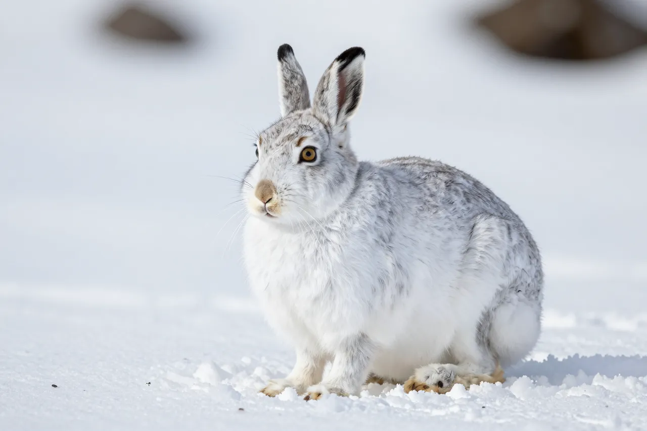 A snowshoe hare in pale winter white and gray fur sits calmly on bright snow