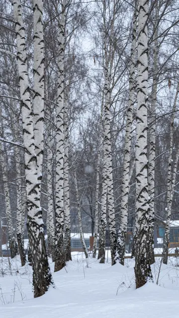 Snow falls gently between bare birch tree trunks above deep snow cover at overcast dusk