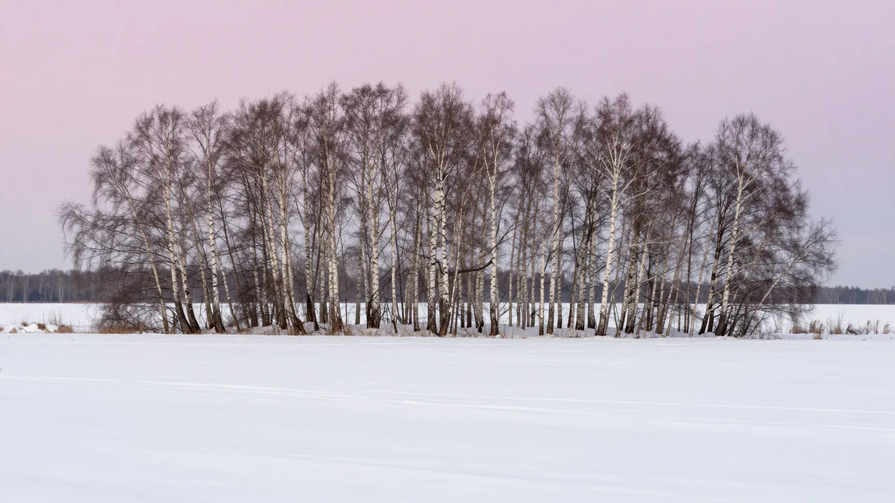 A line of bare birch trees rises from a wide snowy meadow beneath a pale pink winter sky