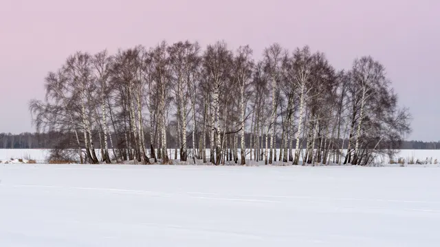 A line of bare birch trees rises from a wide snowy meadow beneath a pale pink winter sky
