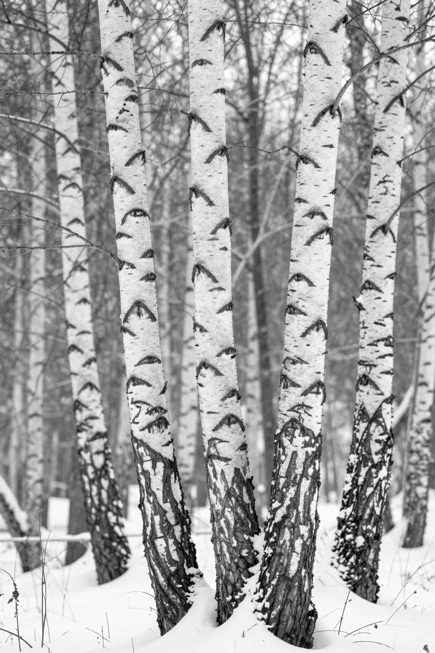Black and white view of bare patterned birch trunks rising from snow in a quiet winter forest