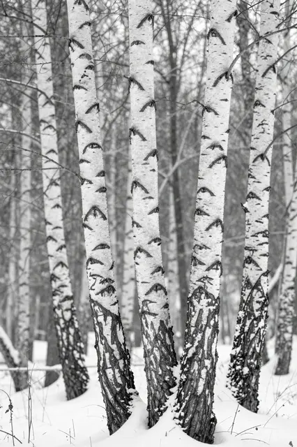Black and white view of bare patterned birch trunks rising from snow in a quiet winter forest